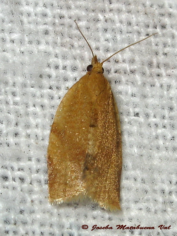 Clepsis consimilana - Tortricidae ? S